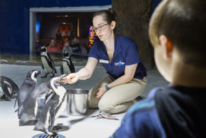 Penguin Encounter at OdySea Aquarium | Meet a Penguin in Arizona