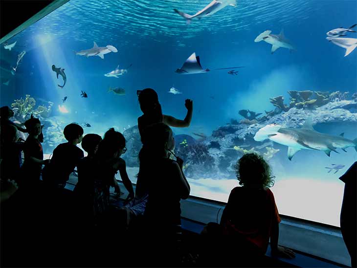 OdySea Aquarium in Scottsdale, AZ - America's Newest Aquarium