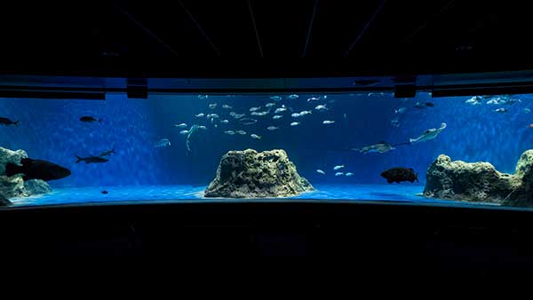 Open Ocean OdySea Aquarium