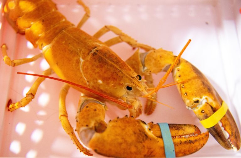 orange_lobster-768x503