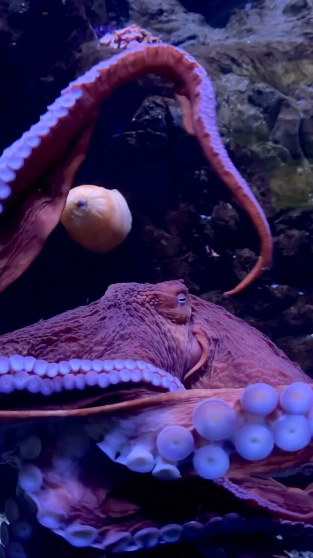 Giant Pacific octopus nears life's end at AZ aquarium